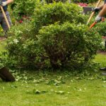 Is Shrub Removal Expensive in the USA