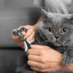 Pamper Your Feline Friend with the Best Cat Grooming in Dubai