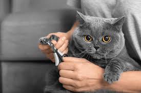 Pamper Your Feline Friend with the Best Cat Grooming in Dubai
