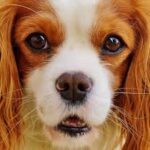 Random animal generator