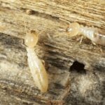 tiny baby termites