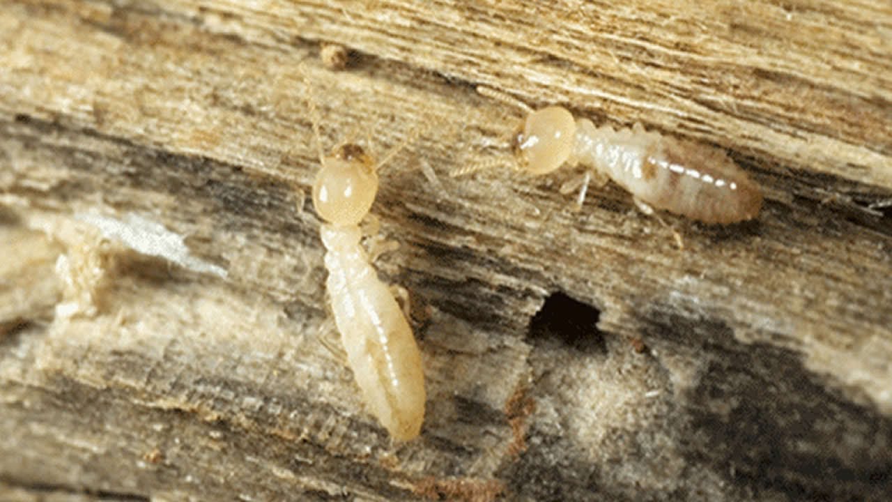 tiny baby termites